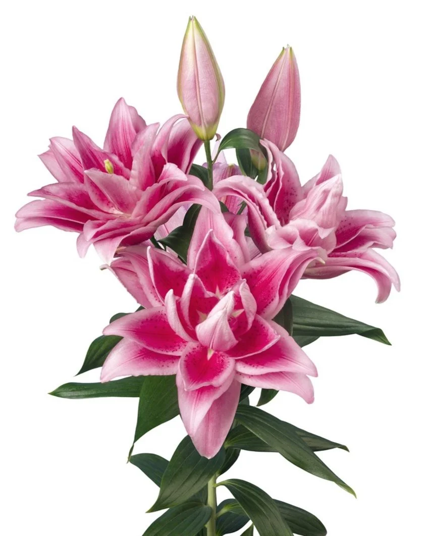 Lilium 'Roselily Jasmina' - Omnia Botanica